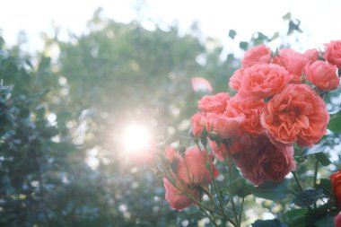 Bahçede güzel kırmızı güller 