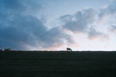 Gün batımında mavi gökyüzünün altında otlayan güzel koyun görüntüsü.          