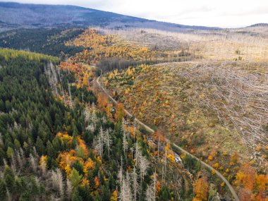 Güzel sonbahar ormanının ve dağlardaki yolun havadan görünüşü. 