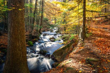 Şelale ve renkli ormanın sonbahar manzarası
