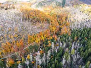 Dağlardaki güzel sonbahar ormanının havadan görünüşü 