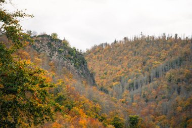 Dağlardaki güzel sonbahar ormanı manzarası 