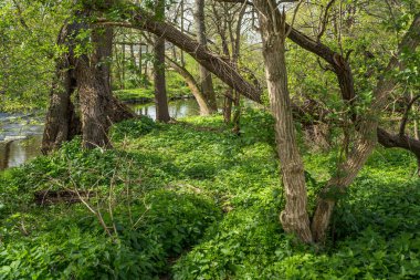 Almanya 'da yaz manzarası yoğun yeşil orman