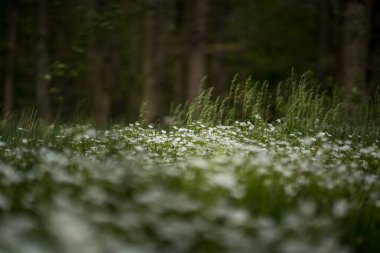 Bahar ormanlarında büyüyen beyaz çiçekler