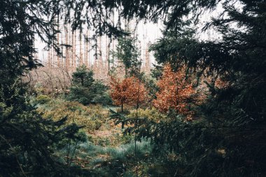 Karanlık ve sık ormanın güzel manzarası