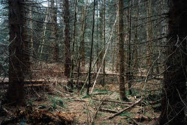 Karanlık ve sık ormanın güzel manzarası