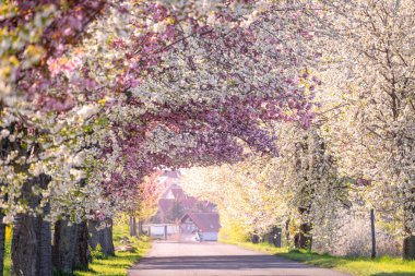 spring landscape of apple blossom. Beautiful trees in bloom  clipart