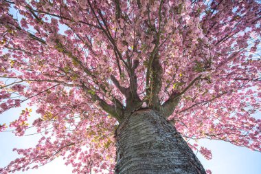 Elma çiçeğinin bahar manzarası. Çiçek açmış güzel bir ağaç 