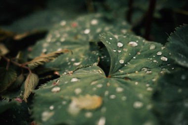 Su damlalı yeşil yaprak, yakın görünüm