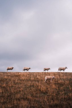 Bir tarlada otlayan beyaz koyun sürüsü