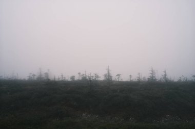 Güzel bir sabah sisli doğası kozalaklı ormanlarda 