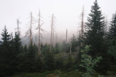 Yapraksız ağaçlarla kaplı kozalaklı ormanda sisli bir sabah.