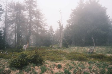 Güzel bir sabah sisli doğası kozalaklı ormanlarda 