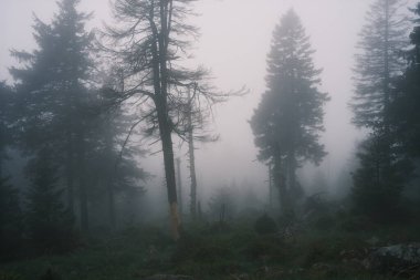 Güzel bir sabah sisli doğası kozalaklı ormanlarda 