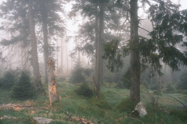 Güzel bir sabah sisli doğası kozalaklı ormanlarda 