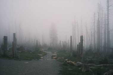 Dağlarda sonbahar manzarası ve sisli orman