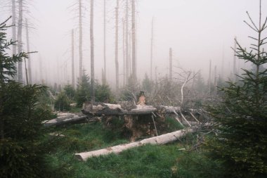 Kozalaklı ormandaki ölü ağaçların sisli görüntüsü 