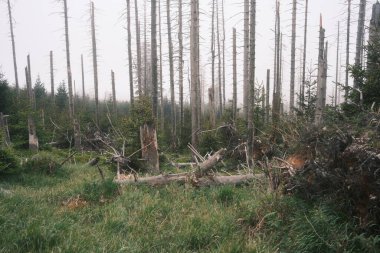 Kozalaklı ormandaki ölü ağaçların sisli görüntüsü 