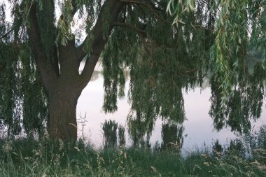 Yazın, güneşli bir günde, ormandaki göl manzarası.