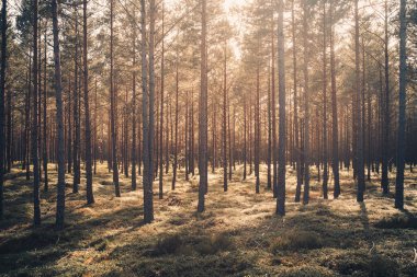 Günbatımında İsveç 'te yaz manzarası yoğun yeşil orman 