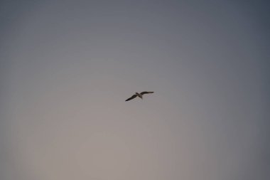 Gökyüzünde uçan güzel kuş