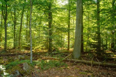 İsveç 'te sık yeşil ormanda yosun kayaları
