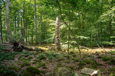 İsveç 'te sık yeşil ormanda yosun kayaları