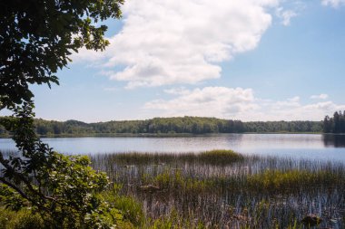 Yazın, güneşli bir günde, ormandaki göl manzarası.