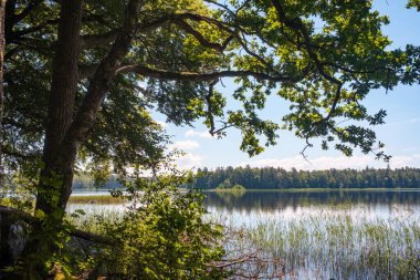 Yazın, güneşli bir günde, ormandaki göl manzarası.