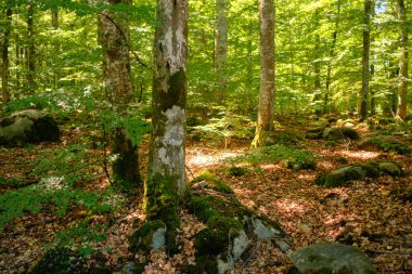 İsveç 'te sık yeşil ormanda yosun kayaları