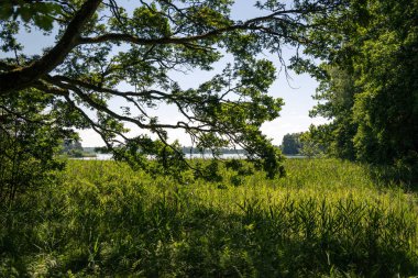 Yazın, güneşli bir günde, ormandaki göl manzarası.