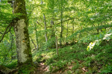 İsveç 'te yaz manzarası yoğun yeşil orman