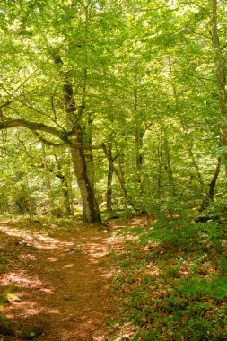 İsveç 'te yaz manzarası yoğun yeşil orman