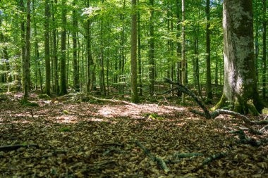 İsveç 'te sık yeşil ormanın yaz manzarası 