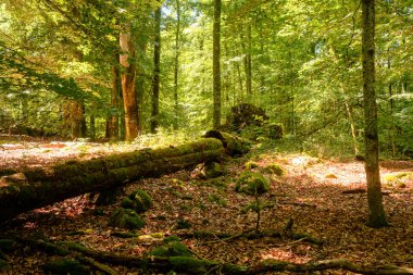 İsveç 'te yoğun yeşil ormanın güzel manzarası