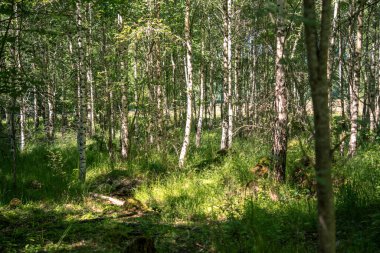 Güzel yeşil yaz ormanı manzarası 