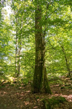 Güzel yeşil yaz ormanı manzarası 