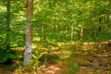 İsveç 'te yosunlu taşlar olan güzel bir yaz ormanı manzarası.