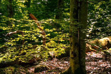İsveç 'te yoğun yeşil ormanın güzel manzarası