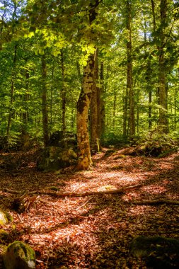 İsveç 'te yosunlu taşlar olan güzel bir yaz ormanı manzarası.