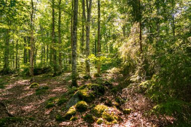 İsveç 'te yosunlu taşlar olan güzel bir yaz ormanı manzarası.
