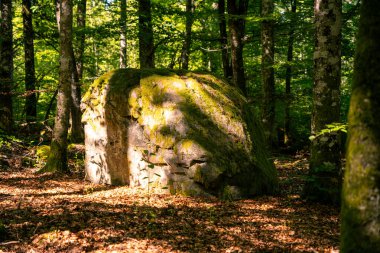 Yaz ormanında büyük yosunlu taş