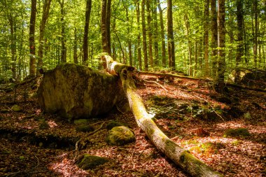 İsveç 'te yosunlu taşlar olan güzel bir yaz ormanı manzarası.
