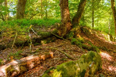 İsveç 'te yosunlu taşlar olan güzel bir yaz ormanı manzarası.