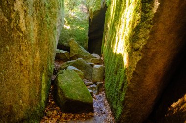 İsveç 'te yosunlu taşlar olan güzel bir yaz ormanı manzarası.