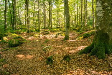 İsveç 'te yosunlu taşlar olan güzel bir yaz ormanı manzarası.