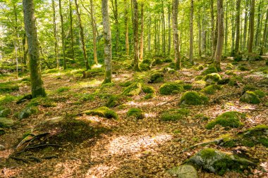 İsveç 'te yosunlu taşlar olan güzel bir yaz ormanı manzarası.