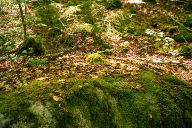 İsveç 'te yosunlu taşlar olan güzel bir yaz ormanı manzarası.