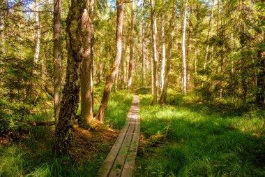 Yeşil ağaçlarla kaplı yaz ormanlarında yol