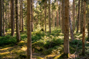 İsveç 'te yeşil yaz ormanlarında güneş ışığı manzarası çok güzel.